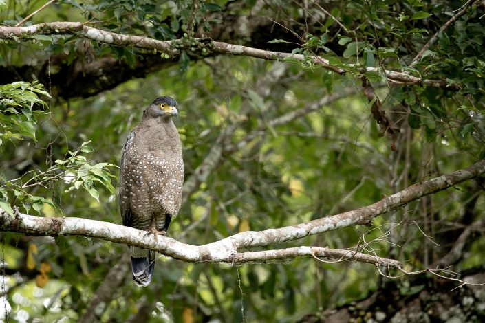 Crested Serpent Eagle, Khao Yai National Park, Thailand