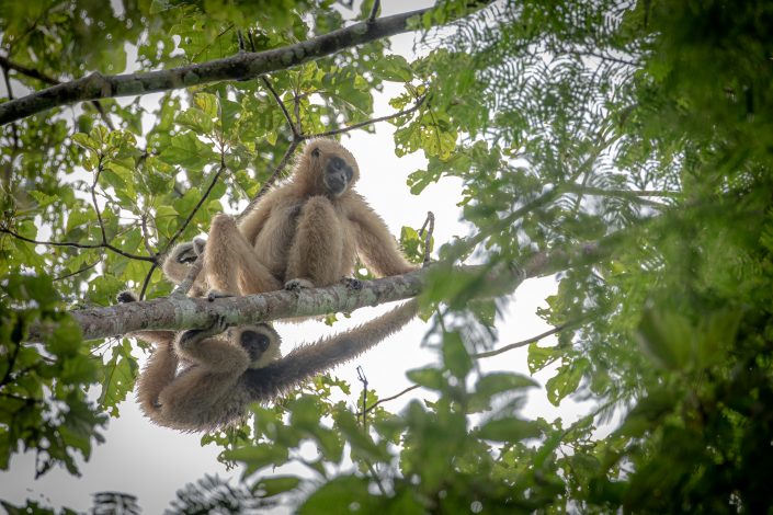 Hybrid Gibbon with White Handed Gibbon mother, Khao Yai National Park