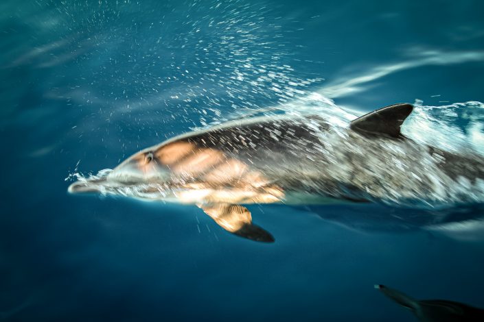 Common Dolphin, Santa Barbara Channel, United States