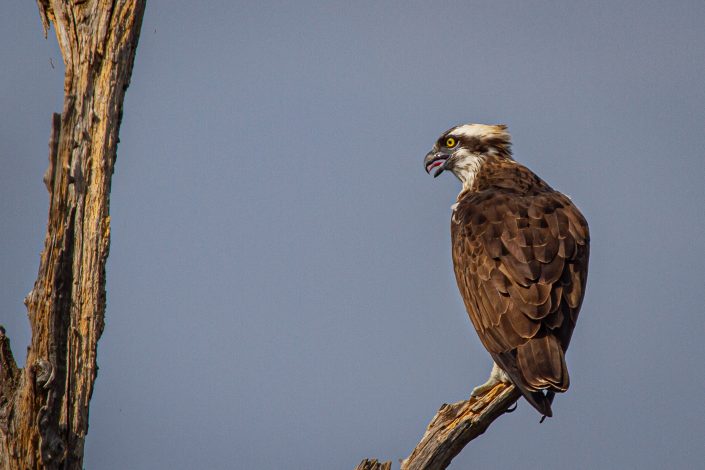 Osprey, Rathambhore National Park, India