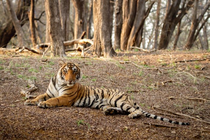 Young Tiger, Rathambhore National Park, India