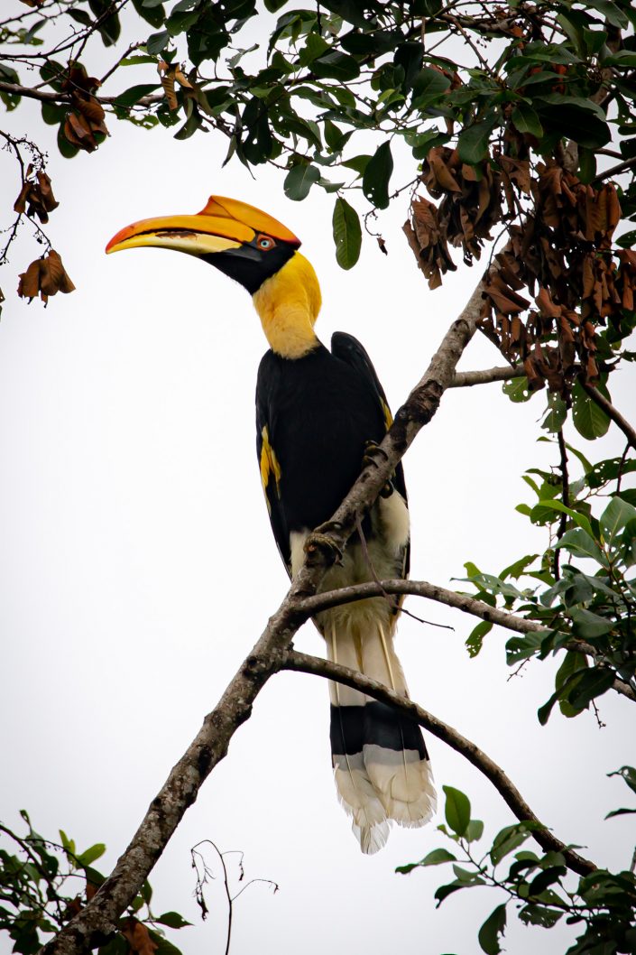 Female Great Hornbill, Khao Yai National Park, Thailand