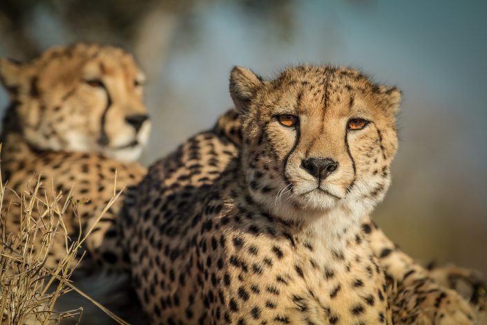 Cheetah, Sabi Sands, Greater Kruger area, South Africa