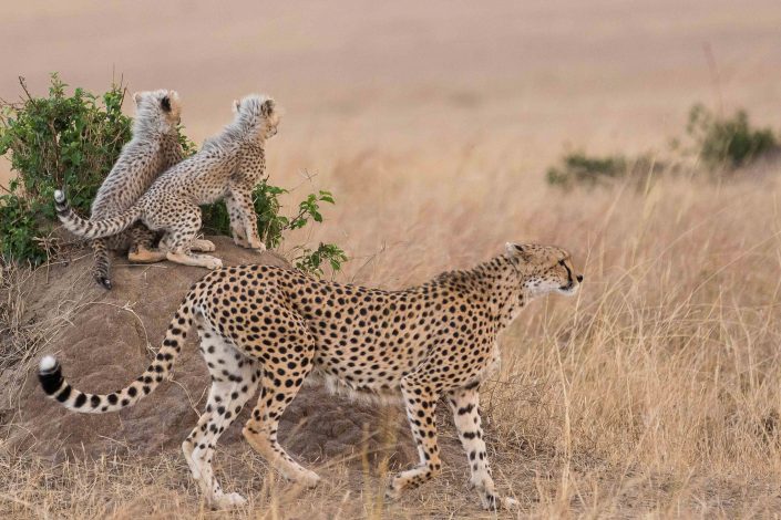Cheetah mother with 2 cubs, Masai Mara, Kenya