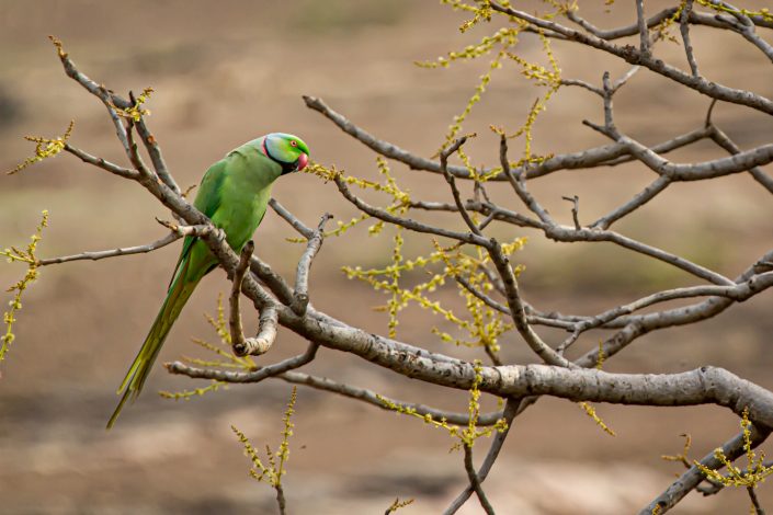 Rose Ringed Parakeet, Rathambhore National Park, India