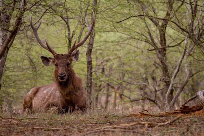 Sambar Deer, Rathambhore National Park, India
