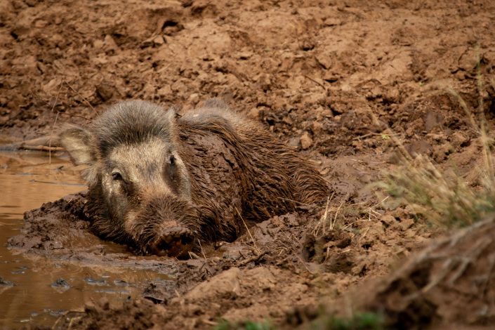 Indian Wild Boar, Rathambhore National Park, India