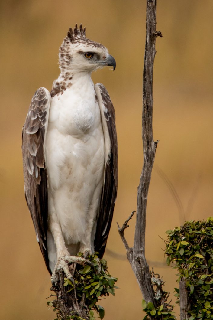Juvenile Martial Eagle, Masai Mara, Kenya