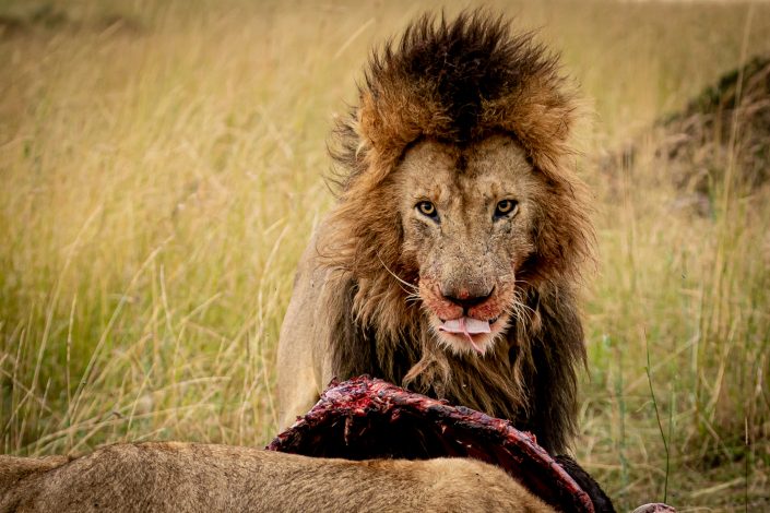Lion (Morani) over a buffalo kill, Masai Mara, Kenya