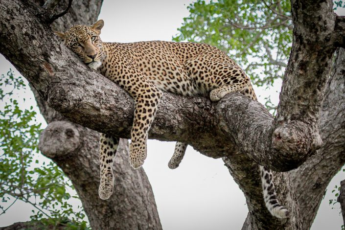 Leopard, Sabi Sands, Greater Kruger Area, South Africa