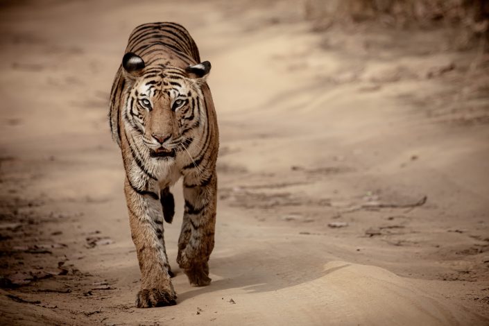 Female Bengal Tiger walks along the road, Bandhavgarh National Park, India