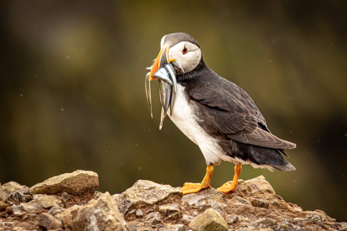 Atlantic Puffin with beak full of sand eels, Skomer Island, Wales