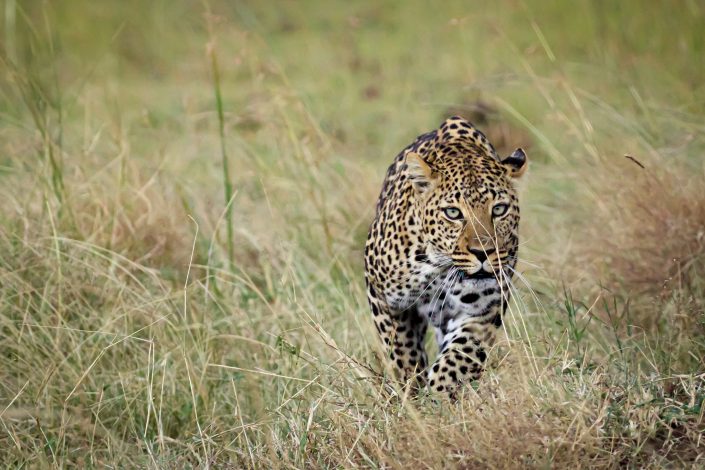 A leopard stalks through the long grass, Masai Mara, Kenya