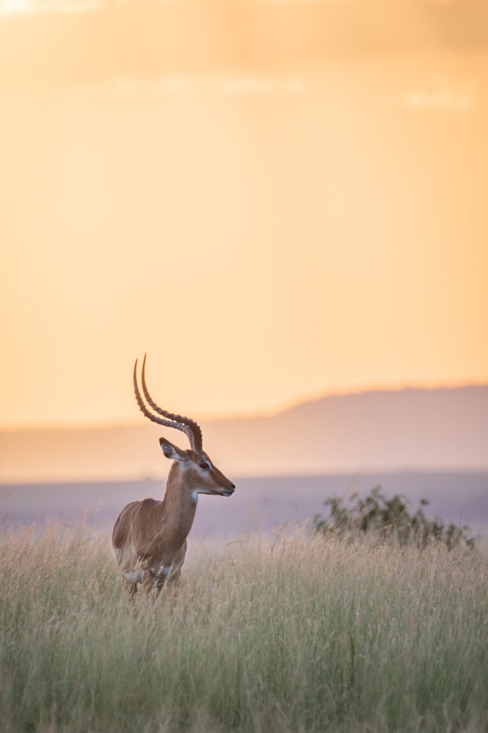 Gazelle at Sunset, Masai Mara, Kenya