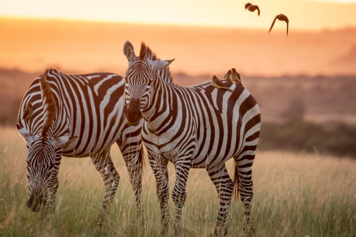 Zebras at sunset, Masai Mara, Kenya