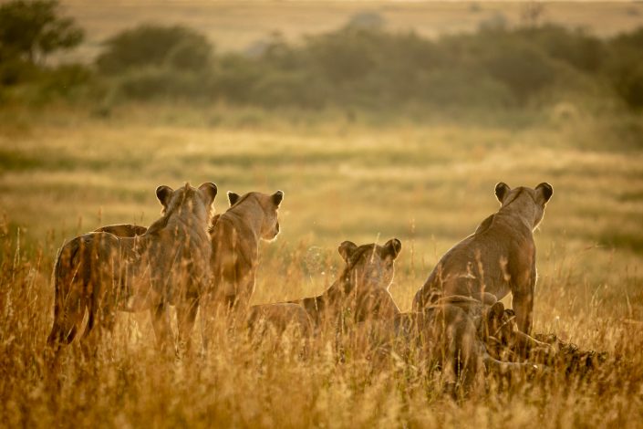 The pride scan their surroundings as the sun comes up, Masai Mara, Kenya