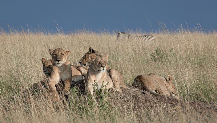 A pride of lions scan for prey while a zebra walks behind them, Masai Mara, Kenya