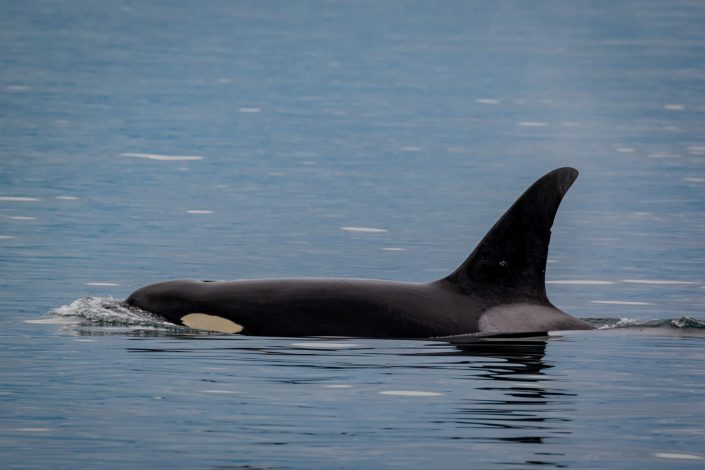 Orca, Vancouver Island, Canada