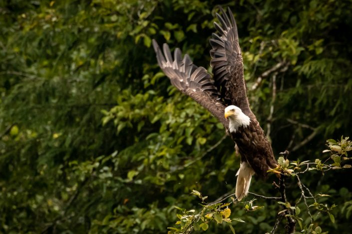 American Bald Eagle, Port Hardy, Vancouver Island, Canada