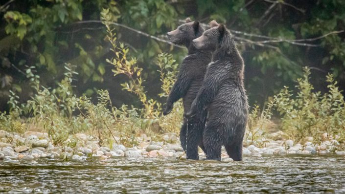 2 Grizzly cubs stand up, startled by arrival of other bears, Great Bear Rainforest, BC Canada