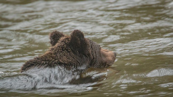 A young Grizzly Bear swims across the river, Great Bear Rainforest, BC Canada