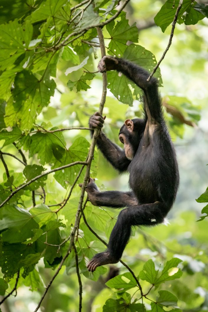 Young Chimpanzee climbs down to the forest floor, Kyambura Gorge, Queen Elizabeth National Park, Uganda