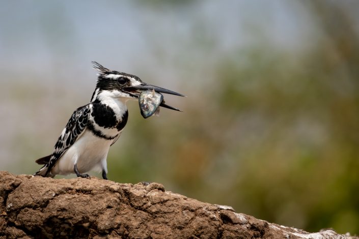 Pied Kingfisher with catch. Kazinga Channel, Uganda