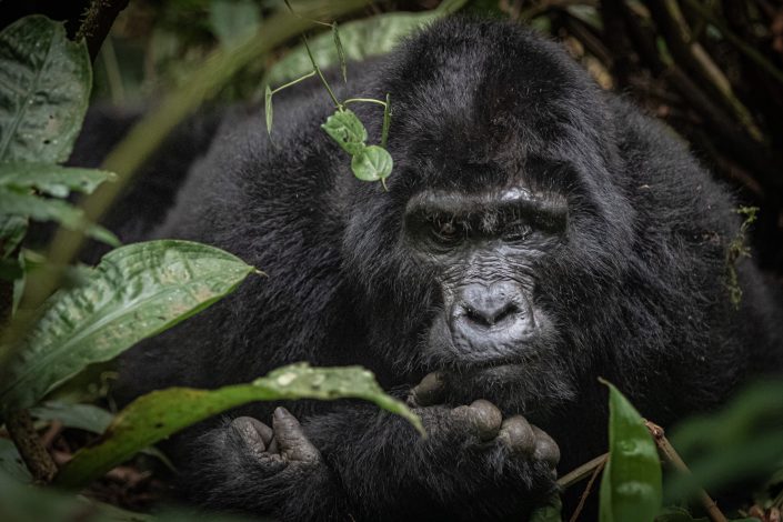 Old silverback Mountain Gorilla contemplates life, Bwindi Impenetrable Forest, Uganda