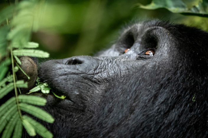 Young Silverback eating, Bwindi Impenetrable Forest, Uganda