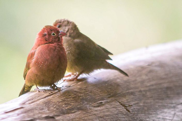 African Firefinch, Bwindi Impenetrable Forest, Uganda