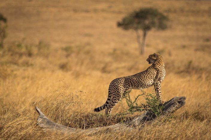 Cheetah scans his surroundings, Masai Mara, Kenya