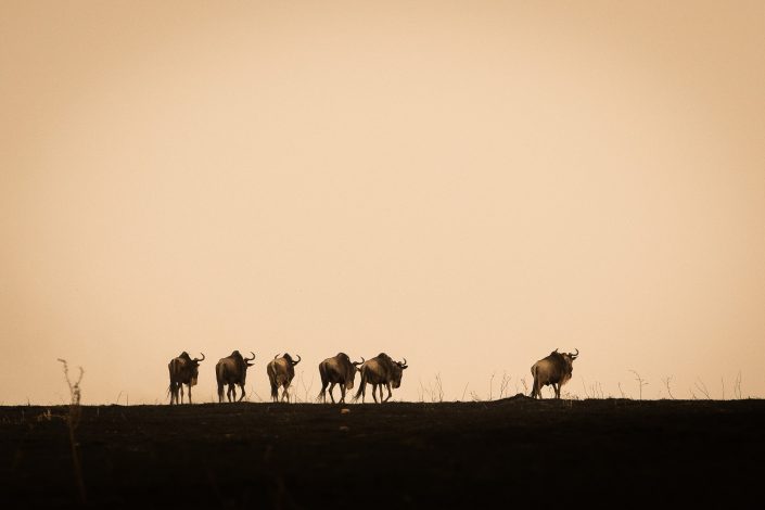 WIldebeest on the horizon after a controlled burn, Masia Mara, Kenya