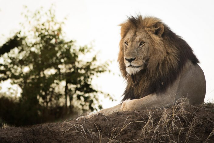 Male Lion (Morani) looking out at dawn, Masai Mara, Kenya