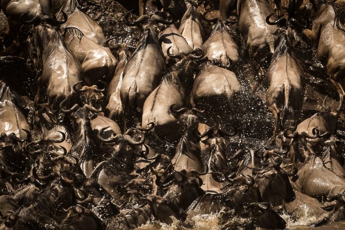 Panic as wildebeast cross the Mara river, desperate to avoid the lurking crocodiles, Masai Mara, Kenya