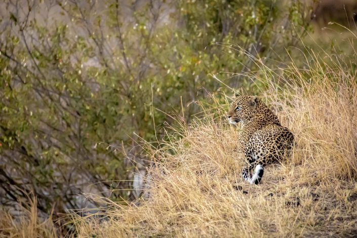 Leopard rests and watches over a gorge, Masai Mara, Kenya