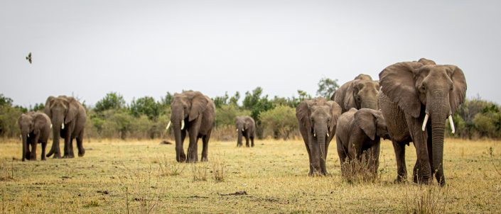 Herd of Elephants walk across the savannah, Masai Mara, Kenya