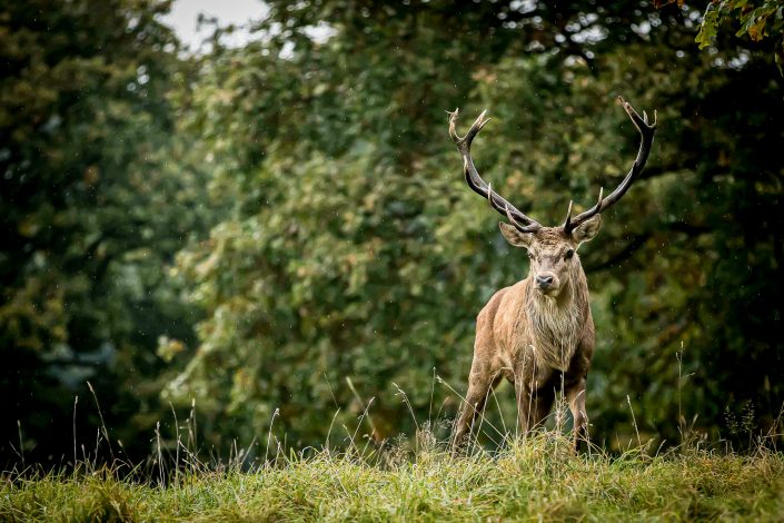 Red Deer stag during the Rut, Chatsworth House, UK