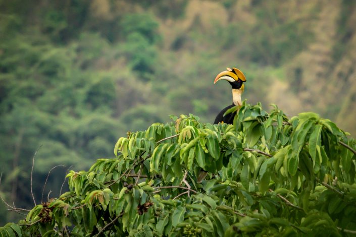 Great Hornbill prepares roost for the night, Khao Yai National Park, Thaailand