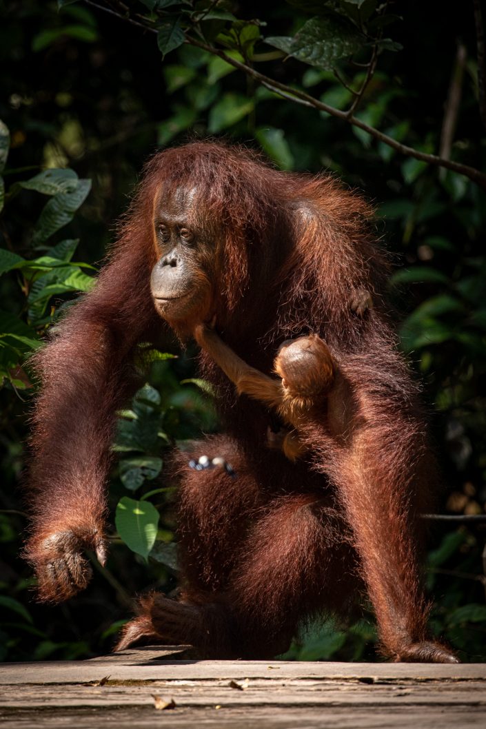 Mother and her baby, Orangutans on feeding platform at Camp Leaky Rehab centre in Tanjung Puting National Park, Borneo, Indonesia