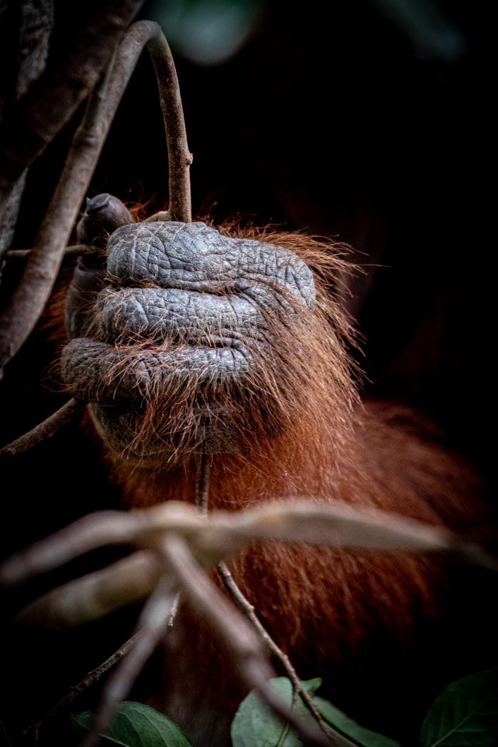 Clinging on - Orangutan in Tanjung Puting National Park, Borneo, Indonesia