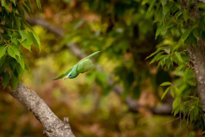 Blue-bearded Bee Eater, Bandhavgarh National Park, India