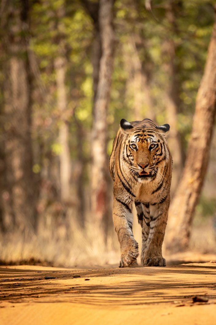 Female Bengal Tiger, Bandhavgarh National Park, India (Spotty)