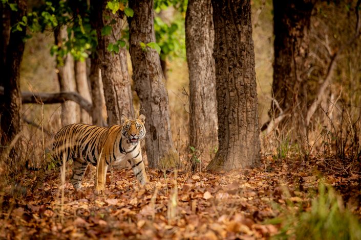 Bengal Tiger, Bandhavgarh National Park, India