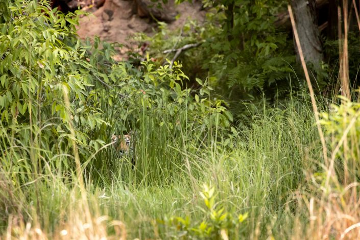 Bengal Tiger, Bandhavgarh National Park, India