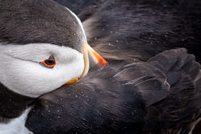 Atlantic Puffin shelters in the rain, Skomer Island, Wales