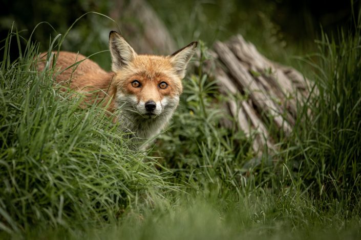 Fox, British Wildlife Centre, UK