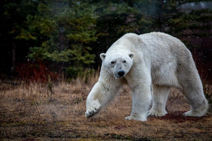 A male polar bear walks through the snowfall, Hudson Bay, near Nanuk Lodge, Canada