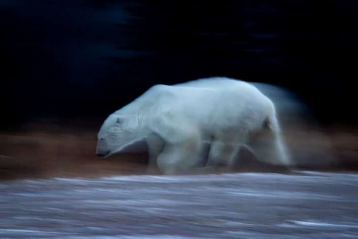 A polar bear ghosts past at dawn before the first sunlight appears, Nanuk Lodge, Canada