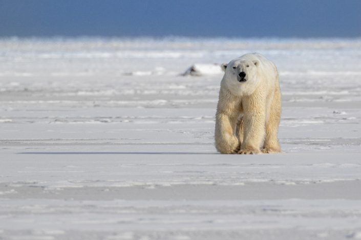 A polar bear walks across the ice, Hudson Bay, Canada
