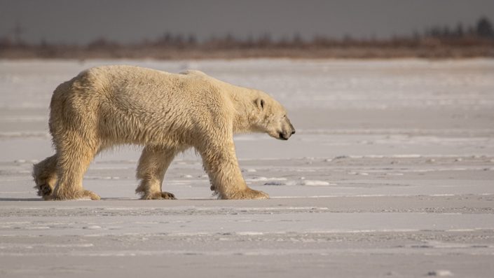 A polar bear walks across the ice on the southern shore of Hudson Bay, Canada